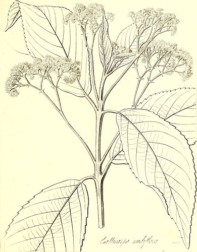 Callicarpa nudiflora